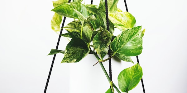 世界杯开幕式盛况，烟花在体育场上空绽放